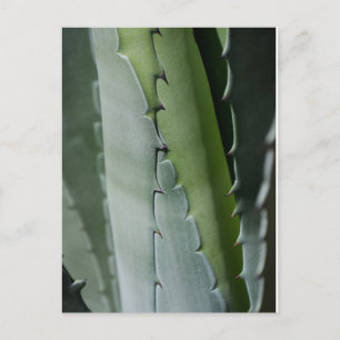 Aloe - Macro Fine Art-foto Briefkaart