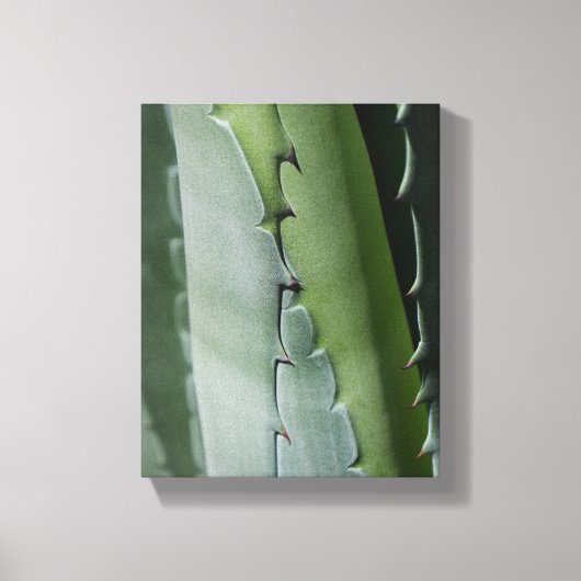 Aloe - Macro Fine Art-foto Canvas Afdruk (Voorkant)