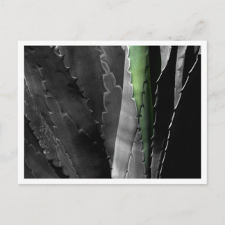 Aloe - Macro Fine Art Foto in Zwart & Wit Briefkaart