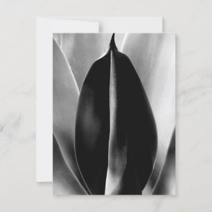 Aloe - Macro Fine Art-foto in zwart-wit Briefkaart