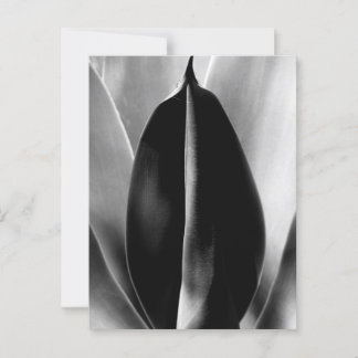 Aloe - Macro Fine Art-foto in zwart-wit Briefkaart