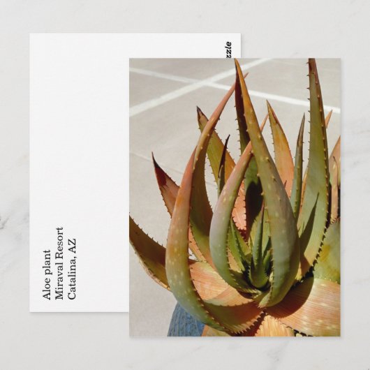 Aloë plant Briefkaart (Voorkant / Achterkant)