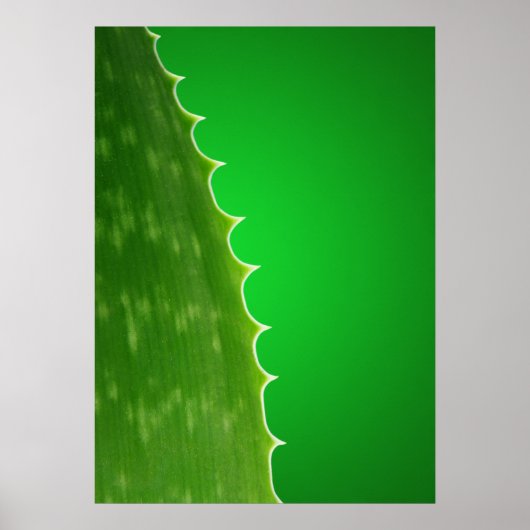 Aloe plant poster (Voorkant)