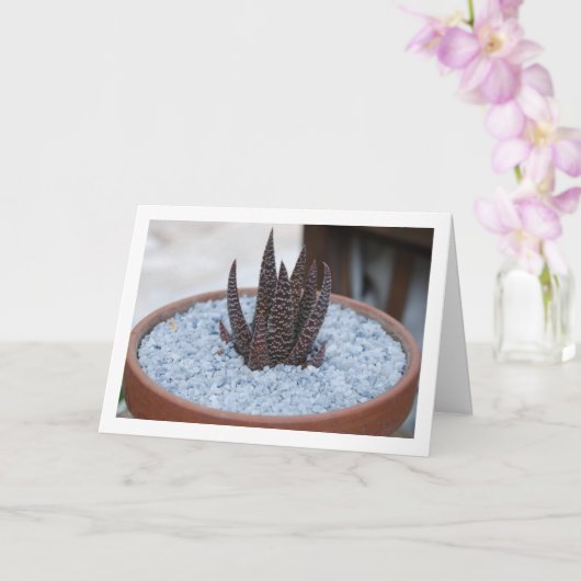 Aloe Twilight Zone Vetplant Kaart (Orchidee)
