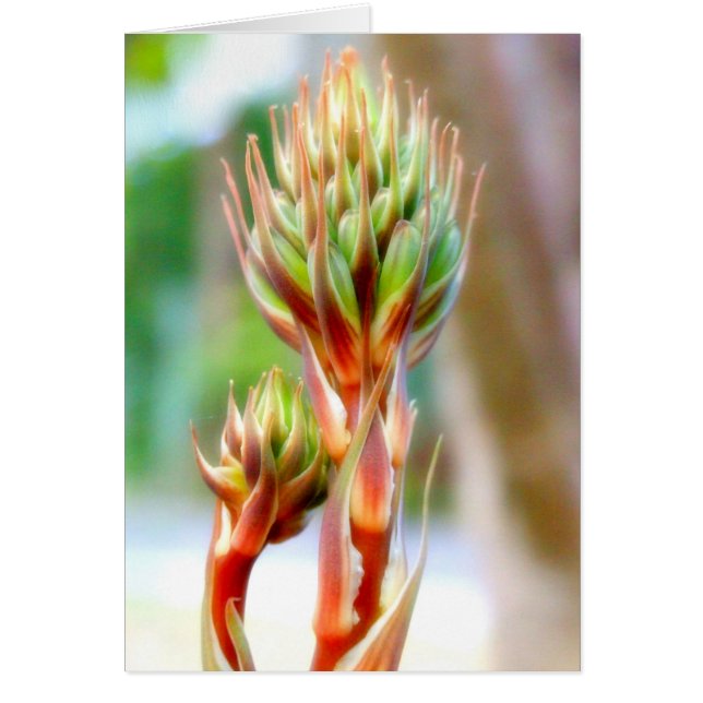 ALOE VERA-BLOEMKAART (Voorkant)