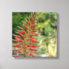 Aloë Vera Bloesem Fotoprint Canvas Afdruk