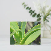 Aloe Vera Briefkaart (Staand voorkant)