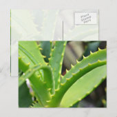 Aloe Vera Briefkaart (Voorkant / Achterkant)