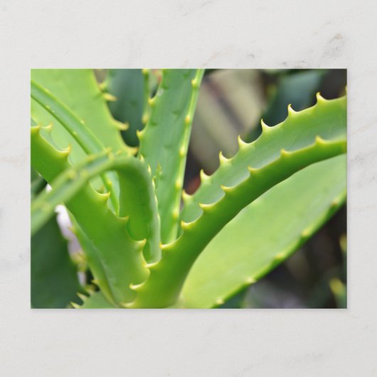 Aloe Vera Briefkaart (Voorkant)