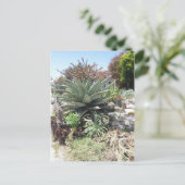 Aloe Vera Cactus Briefkaart (Staand voorkant)