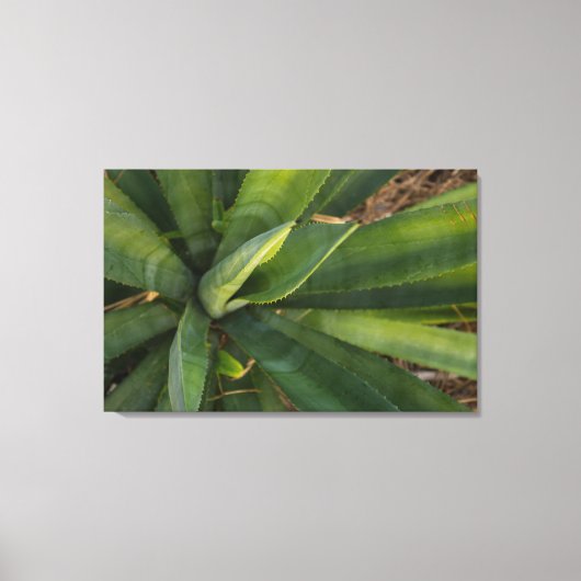 Aloe Vera Canvas Afdruk (Voorkant)