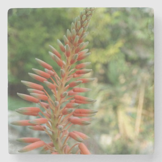 Aloe Vera Flower Blossom Photo Stone Onderzetter (Voorkant)