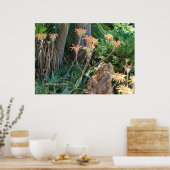 Aloe Vera Garden Poster (Keuken)