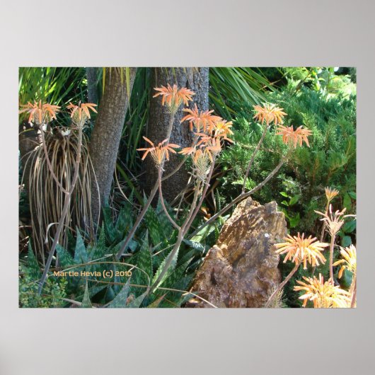 Aloe Vera Garden Poster (Voorkant)