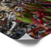 Aloe Vera in Half Moon Bay Poster (Hoek)