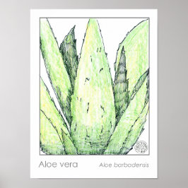 Aloë Vera Materia Medica Herbalist Botanical Poster