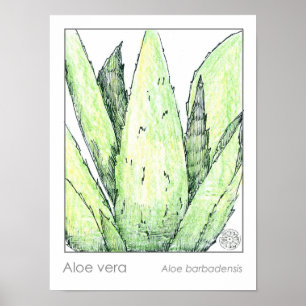Aloë Vera Materia Medica Herbalist Botanical Poster