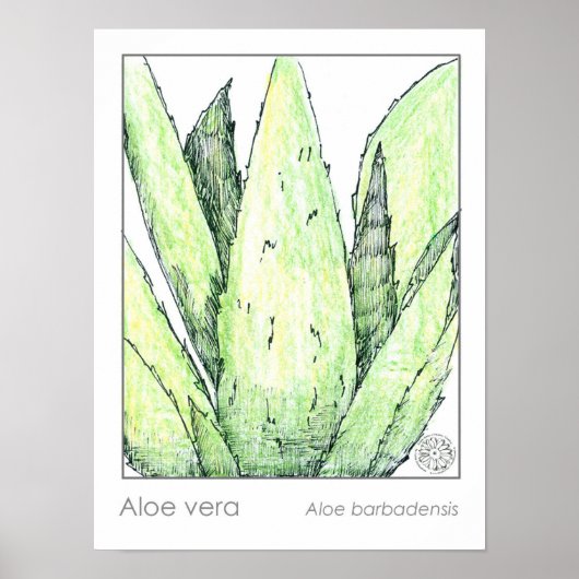 Aloë Vera Materia Medica Herbalist Botanical Poster (Voorkant)