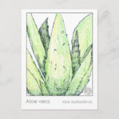 Aloë Vera Materia Medica Kaarten Kruidenstudie Pla (Voorkant)