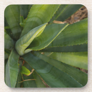 Aloe Vera Onderzetter