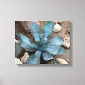 Aloë Vera Plant foto verpakt canvas print (Voorkant)