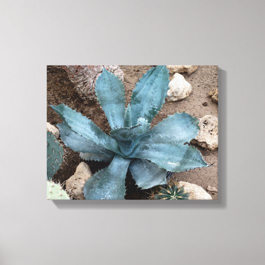 Aloë Vera Plant foto verpakt canvas print (Voorkant)