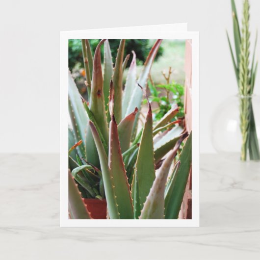 Aloe Vera Plant Kaart (Voorkant)