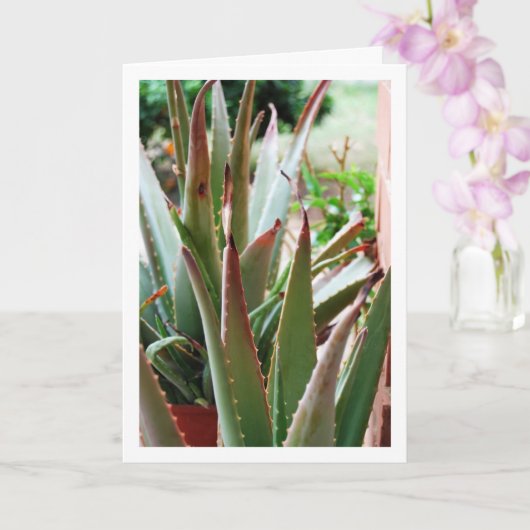 Aloe Vera Plant Kaart (Orchidee)