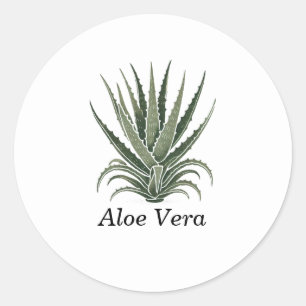 Aloë Vera Plant Kruid Apotheek  Ronde Sticker