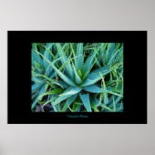 Aloe Vera Poster (Voorkant)