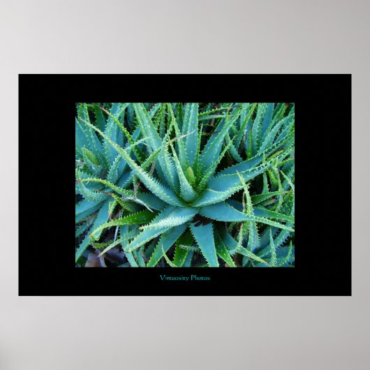 Aloe Vera Poster (Voorkant)