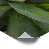 Aloe Vera Poster (Hoek)