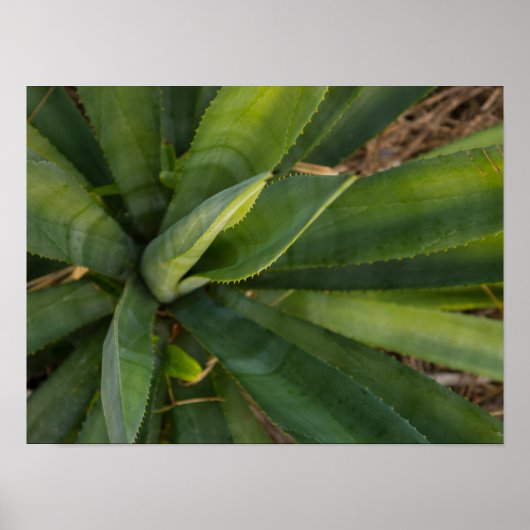 Aloe Vera Poster (Voorkant)