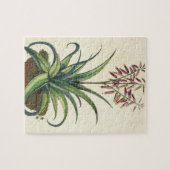 Aloe Vera Vulgaris uit 'Phytographia Curiosa', p Legpuzzel (Horizontaal)