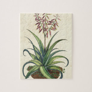 Aloe Vera Vulgaris uit 'Phytographia Curiosa', p Legpuzzel