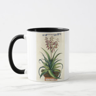 Aloe Vera Vulgaris uit 'Phytographia Curiosa', p Mok