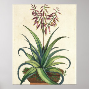 Aloe Vera Vulgaris uit 'Phytographia Curiosa', p Poster
