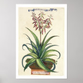 Aloe Vera Vulgaris uit 'Phytographia Curiosa', p Poster (Voorkant)