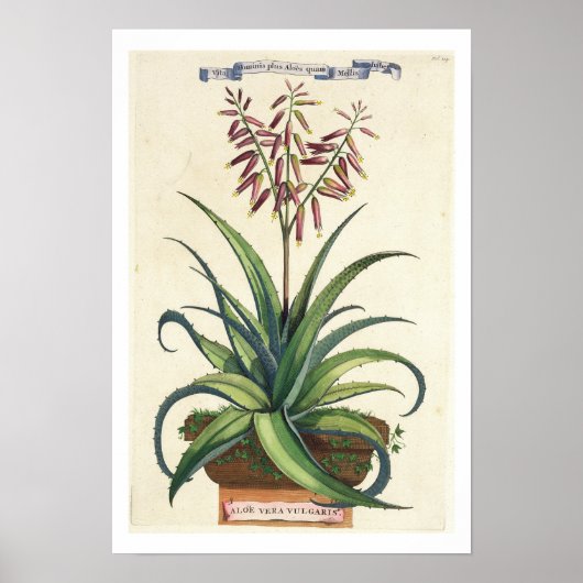 Aloe Vera Vulgaris uit 'Phytographia Curiosa', p Poster (Voorkant)