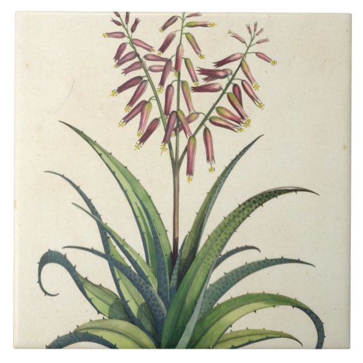 Aloe Vera Vulgaris uit 'Phytographia Curiosa', p Tegeltje (Voorkant)