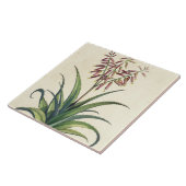 Aloe Vera Vulgaris uit 'Phytographia Curiosa', p Tegeltje (Zijkant)