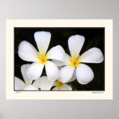 Aloha - Frangipani Blossom - Hawaii Poster (Voorkant)