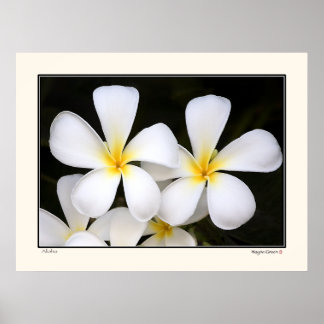 Aloha - Frangipani Blossom - Hawaii Poster