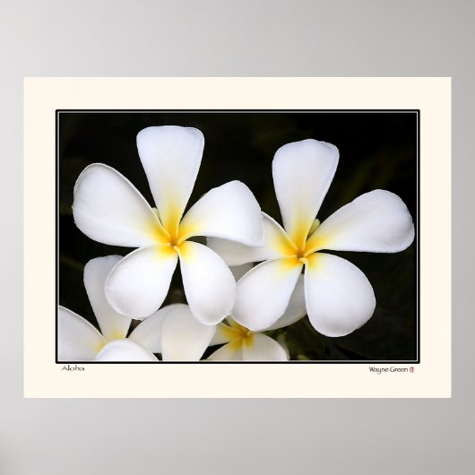 Aloha - Frangipani Blossom - Hawaii Poster (Voorkant)