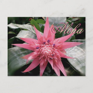 Aloha Greetings Tropical Bromeliad Briefkaart