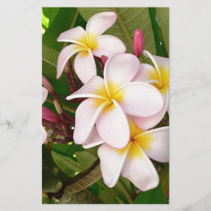 Aloha Hawaïaanse Frangipane Bloesems Plumeria's Briefpapier