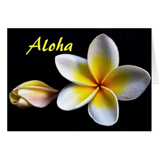 Aloha Hawaïaanse Frangipani Bloemen Plumerias (Voorkant Horizontaal)