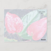 Aloha Hawaii Anthurium Briefkaart (Achterkant)