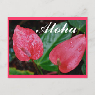 Aloha Hawaii Anthurium Briefkaart