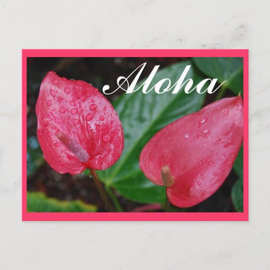 Aloha Hawaii Anthurium Briefkaart (Voorkant)